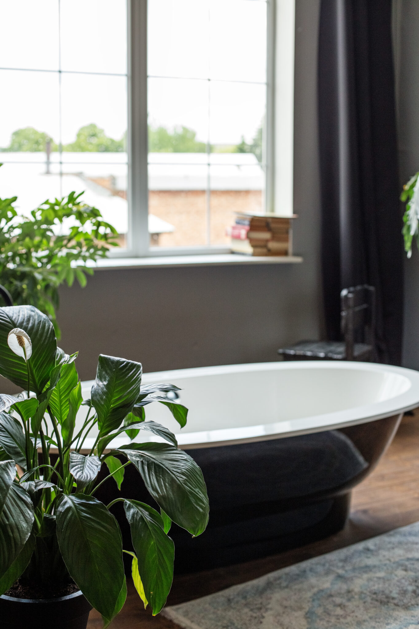 Green bath plant in modern style on white background. Home garden. Scandinavian interior. Modern design. White wall background. House decoration. Green home.